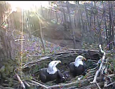 AEF Bald Eagles Independence and Franklin welcome their first egg of ...