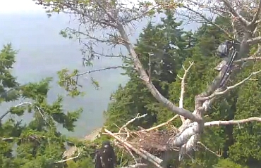 Both Eaglets have now Fledged from the White Rock nest!
