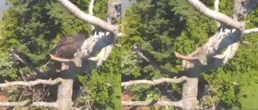 White Rock nest falls from tree – eagles all okay