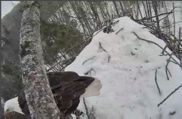 New Eaglecam to watch!  This one in Michigan