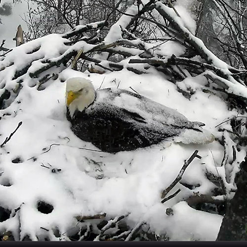 New AEF Eaglecam to watch in Washington D.C.!