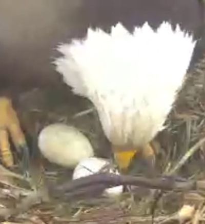 Second egg arrives at the HWF Delta2 nest!