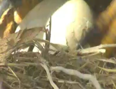 First Hatch underway at the HWF Delta2 eaglecam nest!