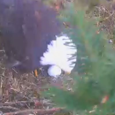 First egg arrives at the HWF Harrison Mills nest!