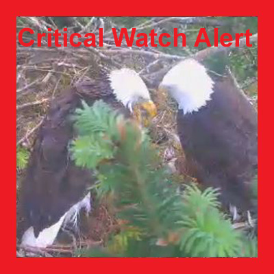 Sad loss of the 3 day old youngest eaglet at Harrison Mills – Critical Watch Alert!