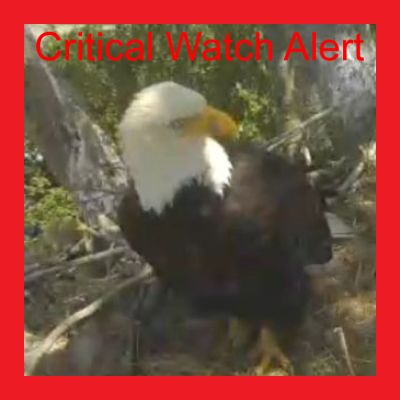 Sad loss of an eaglet at the HWF Delta nest – Critical Watch Alert