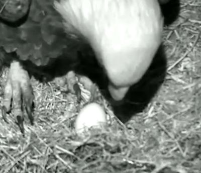 First egg arrives at the AEF Washington DC eaglecam nest!
