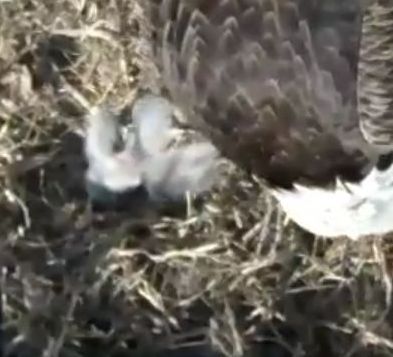 Second Hatch at the Avon Lake eaglecam nest!