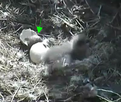 Second Hatch at the IWS Bald Canyon eaglecam nest!