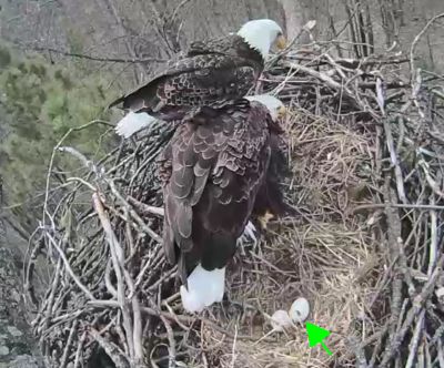 First Hatch in progress at the CarbonTV Beulah eaglecam nest!
