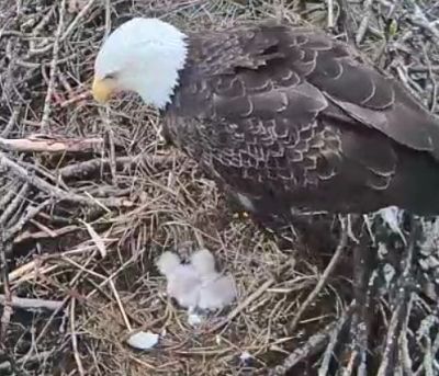 Second Hatch at the CarbonTV Beulah nest!