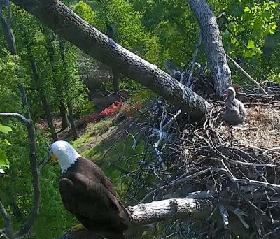 Good news! Rescued eaglet DC4 to be returned to the nest!
