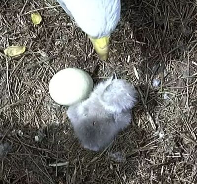 First Hatch for eagle parents Elli and Roo at Dollywood!
