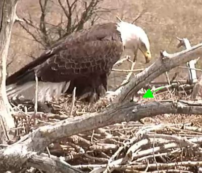 First Hatch at the Standley Lake eaglecam nest!