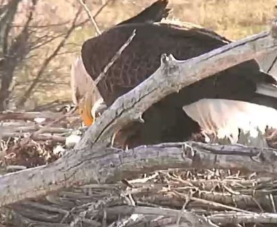 Second Hatch at the Standley Lake eaglecam nest!