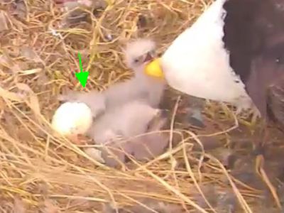 Third Hatch at the MN Bound eaglecam nest!