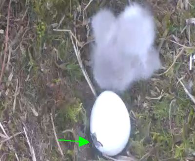 First Hatch complete and Second Hatch in progress at HWF Harrison Mills!
