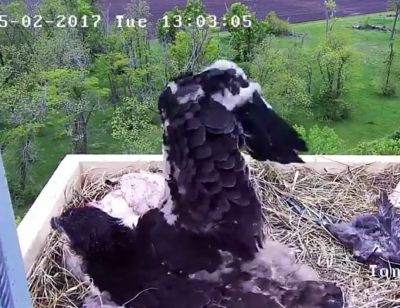 An Amazing Rescue story of an Eaglet unfolding in Missouri